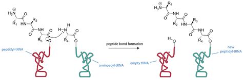 Formation Of A Peptide Bond