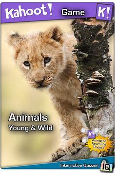 Play this #Kahoot called "Animals - Young & Wild" on @GetKahoot. This ...