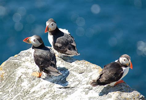 sightseeing - Seeing puffins in their natural habitat - Travel Stack Exchange