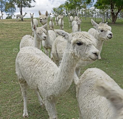 Farm animals and farming in Australia, including unusual livestock