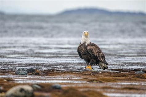 Premium Photo | Beach eagle