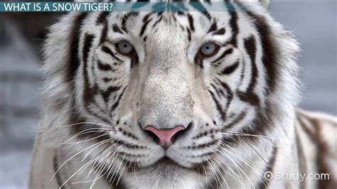 What Are White Tigers Habitat | sincovaga.com.br