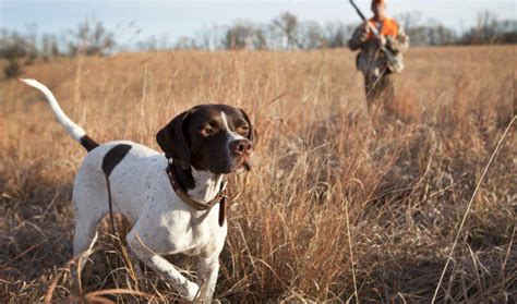 The 10 Best Bird Hunting Dogs For All Types Of Game And Hunts | Family ...