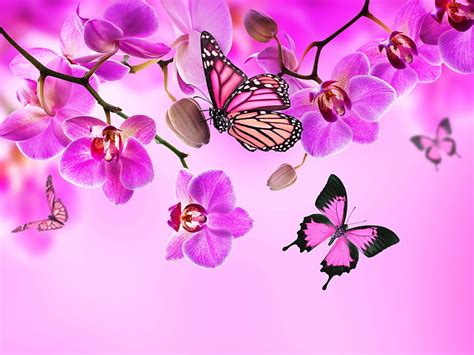 HD wallpaper: pink and black butterfly, butterflies, color, flowers, orchid | Wallpaper Flare