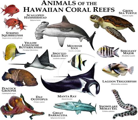 Animals of the Hawaiian Coral Reefs by rogerdhall on DeviantArt | Coral ...