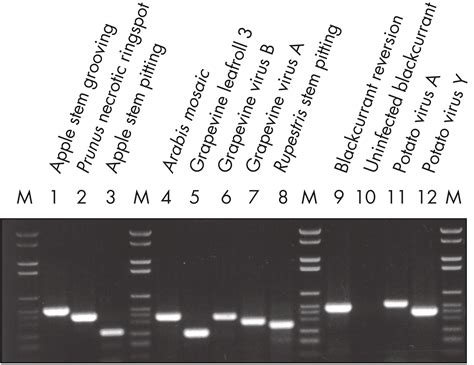 RNeasy Plant Mini Kit | Plant RNA Extraction | QIAGEN