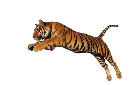 Siberian Tiger PNG Photos SVG Clip arts download - Download Clip Art, PNG Icon Arts