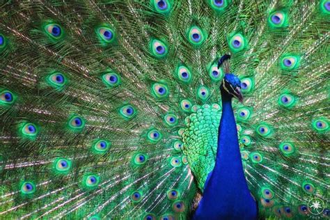 13 Fabulous Facts About Extreme Bird Feathers - Birds and Blooms