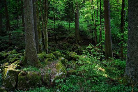 Ecotourism Germany: The Black Forest Goes Green - Eluxe Magazine