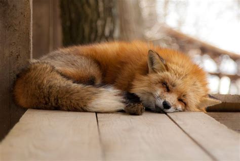 The new dogs? Foxes appear to be domesticating themselves -- Science ...