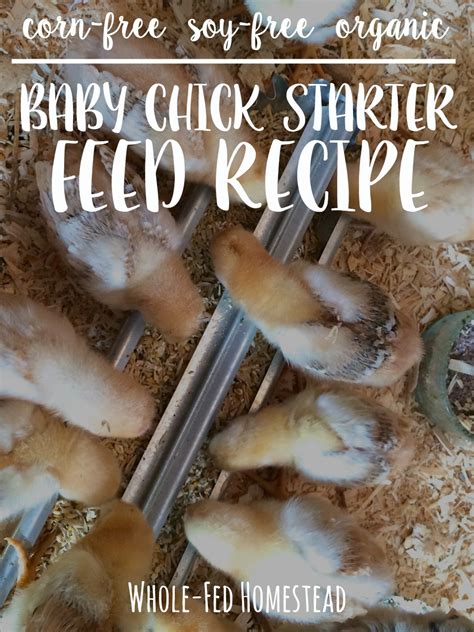 Homemade Organic Baby Chick Starter Feed Recipe {corn-free and soy-free} - Whole-Fed Homestead