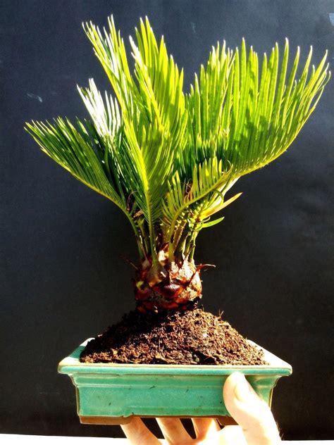 Cycas revoluta Bonsai / Japanese sago palm - 5 year old plant - Seeds