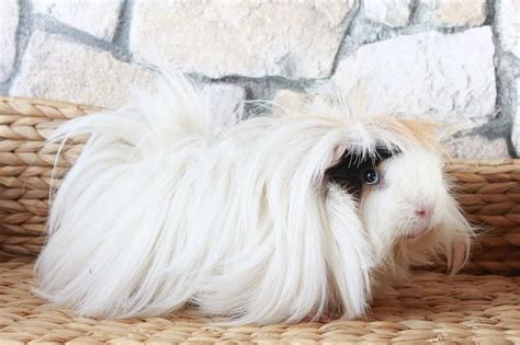 140+ Popular White Guinea Pig Names For Your Cute Furry Friend