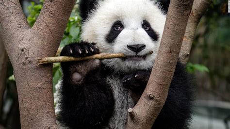 Los osos panda comen bambú hace 6 millones de años: Les permitió ...