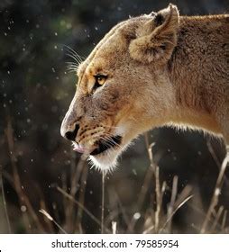 989 Lioness Side View Images, Stock Photos, and Vectors | Shutterstock