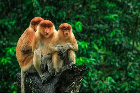 Borneo: Luxury Travel Family Holidays with Bushbaby