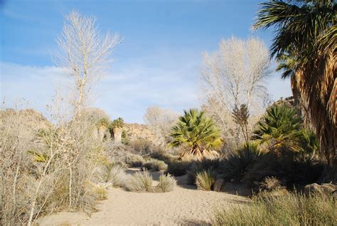 Deserts and Beyond: Cottonwood Springs~Joshua Tree National Park