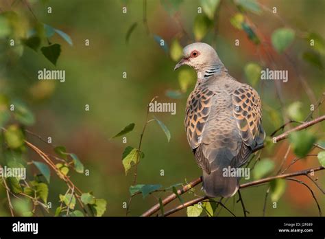 Turtle dove (Streptopelia turtur) in breeding habitat Stock Photo - Alamy