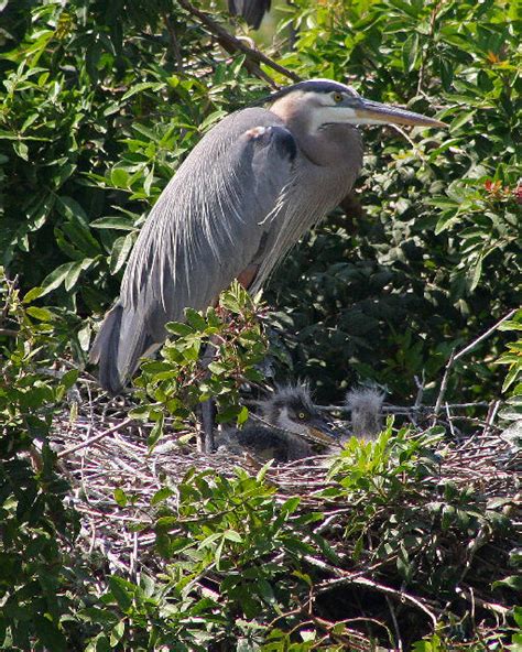 Great Blue Heron Nesting_3065