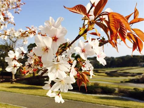 Early Cherry blossoms in Kagoshima, Japan (March – April)吉野公園 | 地元人おすすめ！鹿児島観光ガイド！