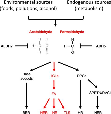 Cellular responses to acetaldehyde and formaldehyde. Acetaldehyde and ...