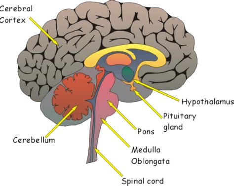 Label Diagram Of The Brain - Drivenheisenberg