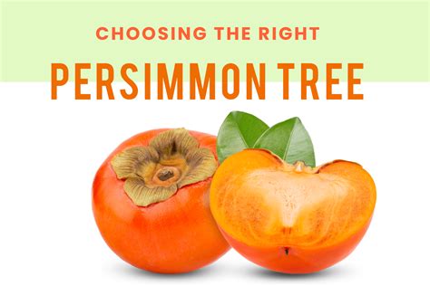 Choosing The Right Persimmon Tree