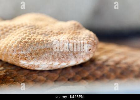 Levantine Viper - Macrovipera lebetina - venomous snake Stock Photo - Alamy