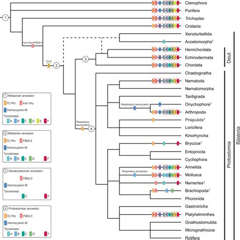 Scenario for the evolution of hemerythrins and hemocyanins in... | Download Scientific Diagram