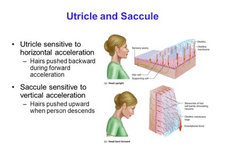 Utricle And Saccule Movement