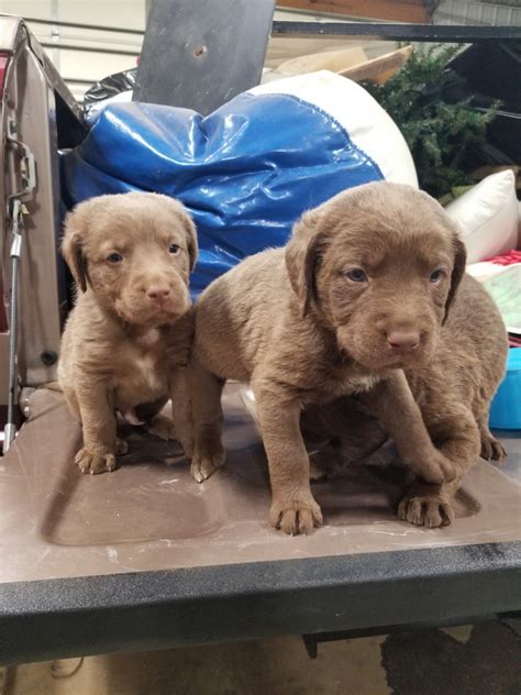 Chesapeake Bay Retriever Puppies For Sale | Elkton, KY #269011