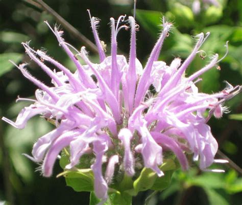 Bergamot Wild Bee Balm Monarda Fistulosa Seeds