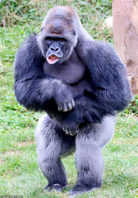 Adorable photos show gorilla pleading with his friend for carrots but he's left empty-handed ...