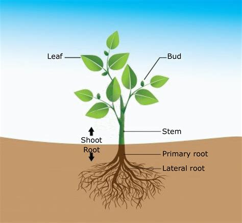 Basic Plant structure