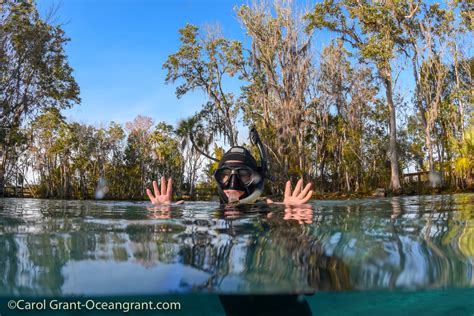 Birthday Manatees and Friends | Manatee Tales