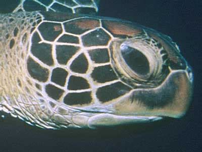 Voyage of the Lonely Turtle | Photo Essay: Turtle Anatomy | Nature | PBS