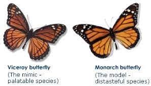 Batesian mimicry examples and definition - Jotscroll