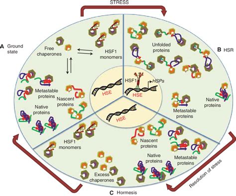 Chaperone levels are actively maintained in cells to accommodate the ...