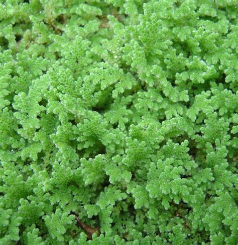 Azolla - Invasive Species