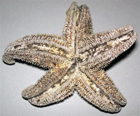 Asterias rubens (common starfish) (modern; beach at Clorid… | Flickr