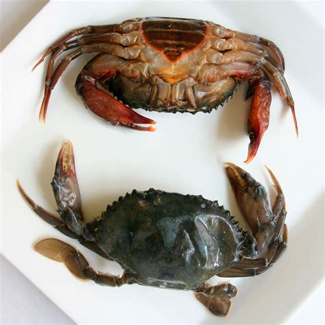 Soft Shell Crab – Colchester Oyster Fishery