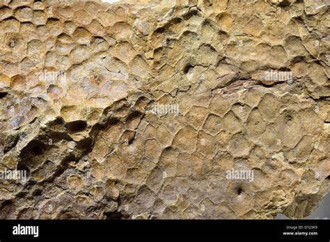 Imprint Fossil Stock Photos & Imprint Fossil Stock Images - Alamy