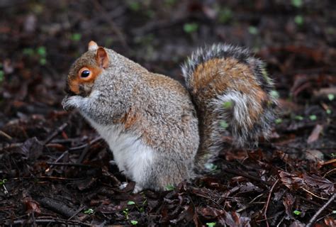 Squirrels Around The World Have Got Really Fat Because Of The ...