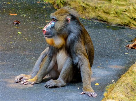 Mandrill Monkey Zoo - Free photo on Pixabay - Pixabay