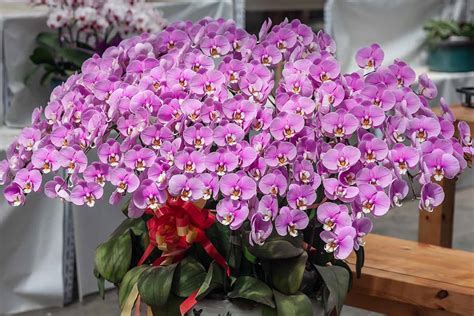 How to Grow and Care for Moth Orchids | Gardener’s Path