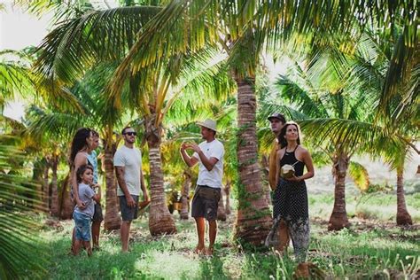 Visit A Working Coconut Farm On Maui | Punakea Palms, Lahaina