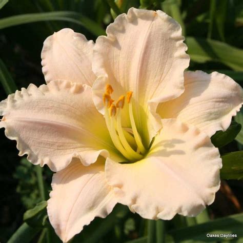 Lullaby Baby Daylily | Reblooming Beauty | Oakes Dayliles