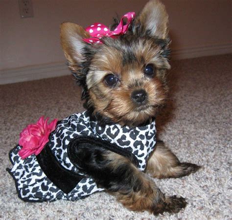 Yorkie dogs, Yorkie puppy, Yorkie