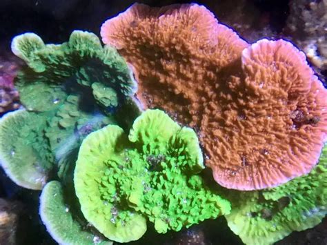 TriColor Montipora Coral – Aquarium Installation and Maintenance Services Thousand Oaks CA