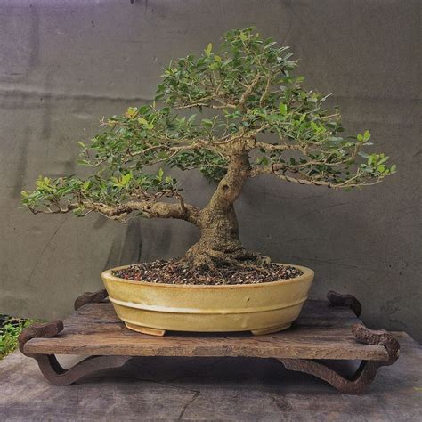 17 Best images about Bonsai stands on Pinterest | Bonsai trees, Stand ...